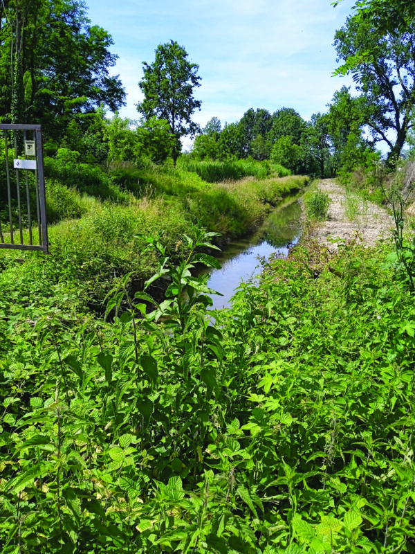 La zona umida del Boscaccio.