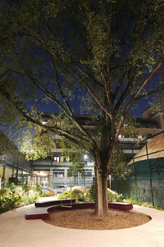 Il grande olmo all'interno del Giardino segreto del Teatro Franco Parenti. Foto Duilio Piaggesi.