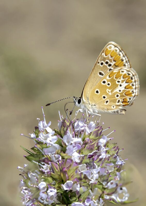 foto farfalla su fiore