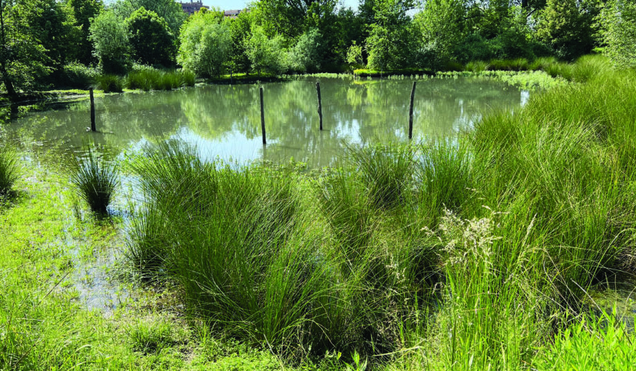 Area umida del cavo Ticinello