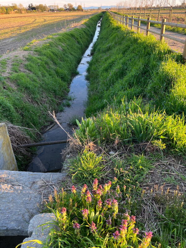 Nuovo percorso pedonale in terra battuta con un centinaio di alberature