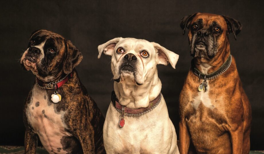 Animali e reati: il Parlamento italiano ha recentemente approvato in via definitiva la Riforma dei reati contro gli animali. Si tratta di una svolta significativa nella tutela degli animali nel nostro ordinamento giuridico. Ma cosa cambia?